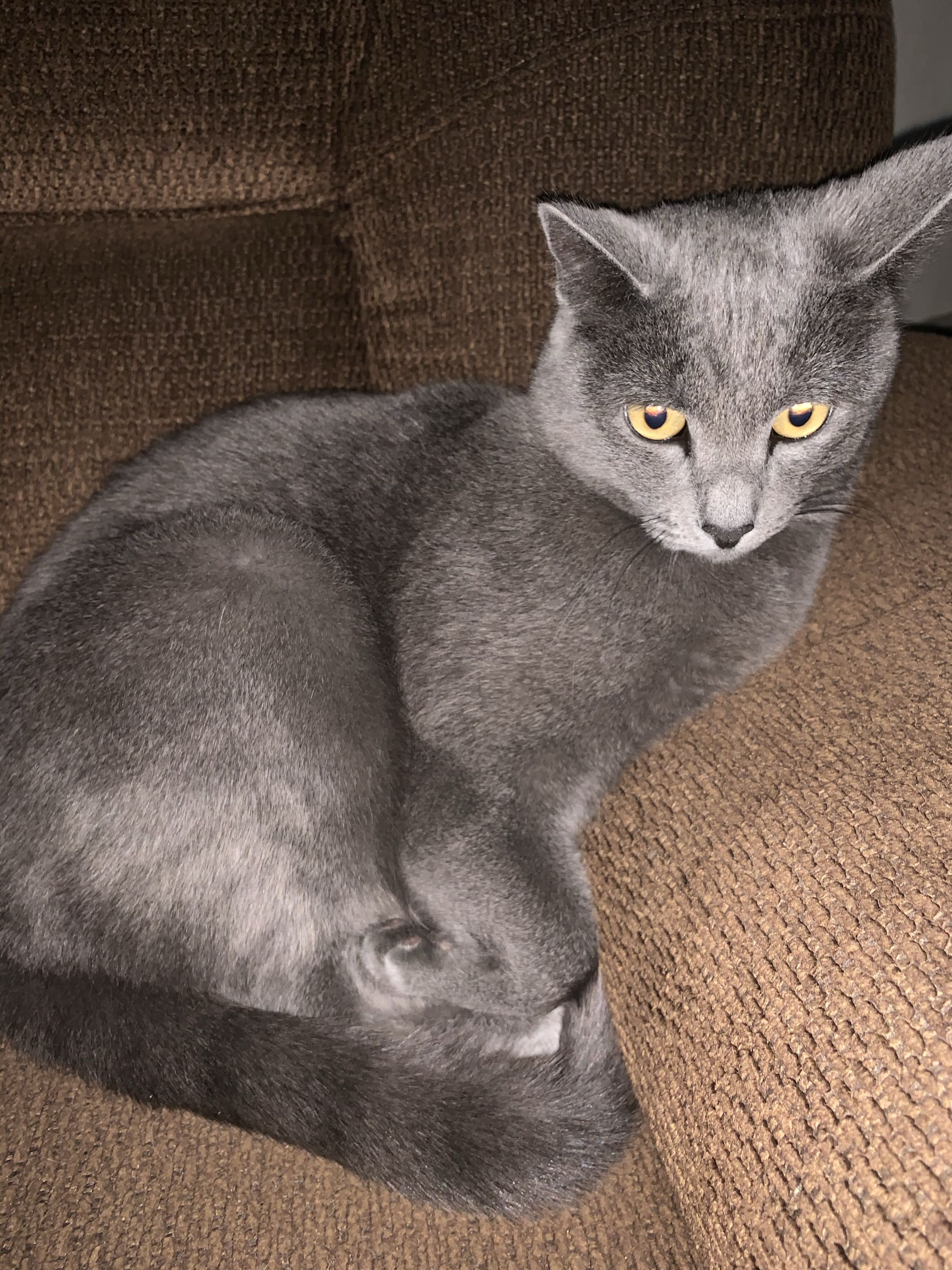 image of cat